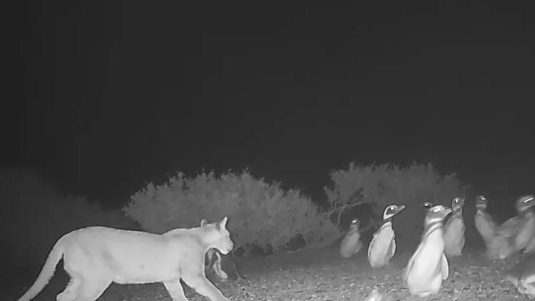 Doğanın Dengesi Şaşırtıyor: Yalnız Pumalar Penguen Avında “Sosyalleşti”