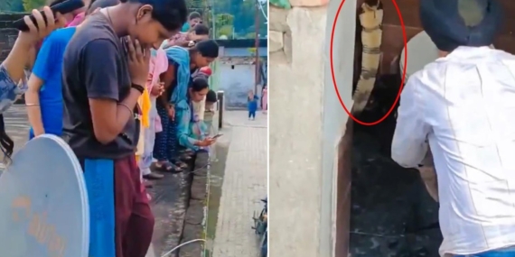 Hindistan’da Bir Evin Klozetinde Görülen Dev Kobra Yılanı Paniğe Neden Oldu